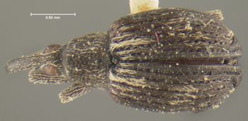 Media type: image;   Entomology 25125 Aspect: habitus dorsal view